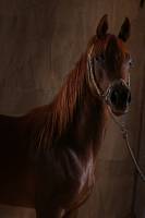 Aimen ASHUR - AIMEN ASHUR